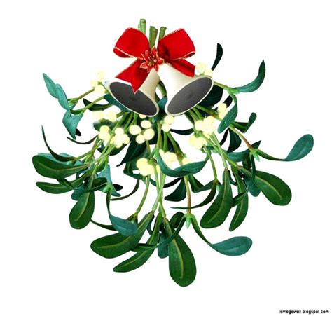 mistletoe photos|mistletoe background.